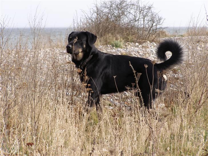 Blanding af racer Ninjo - 230208 billede 11