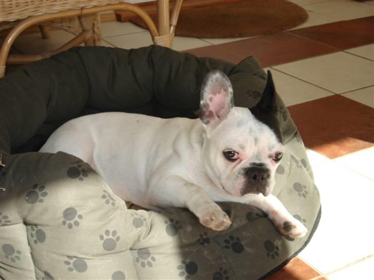 Fransk bulldog Neo - Bare jeg fik is hver dag! billede 1