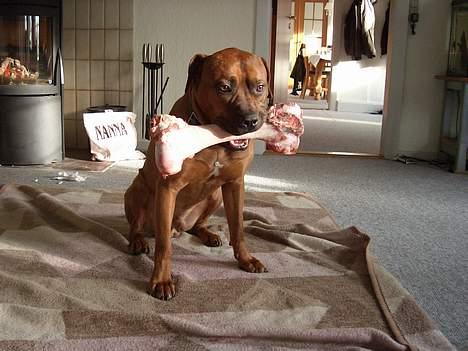 Blanding af racer Ballu - har lige fået en lille ben.. billede 20