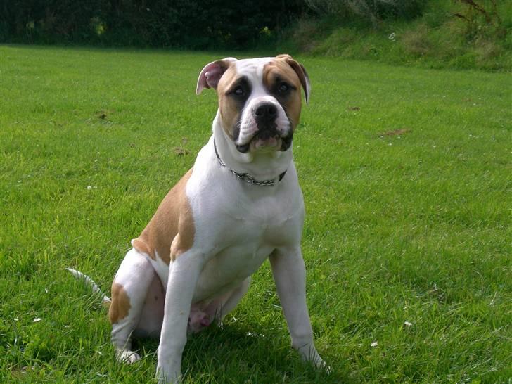 Amerikansk bulldog Cairo (R.I.P) - Er du ikke snart færdig så jeg kan lege igen... billede 5