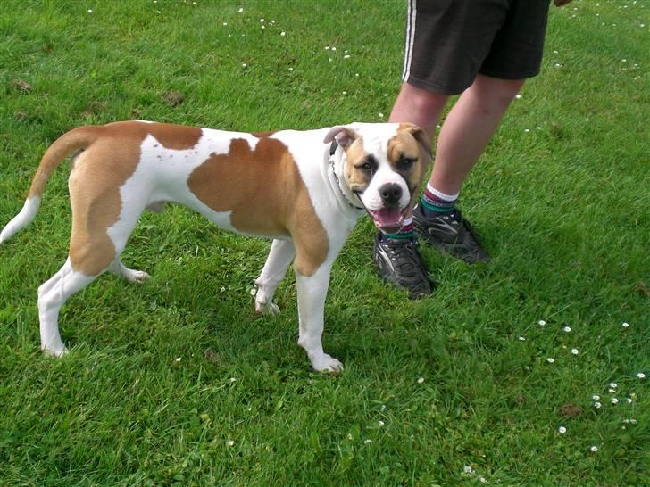 Amerikansk bulldog Cairo (R.I.P) billede 6