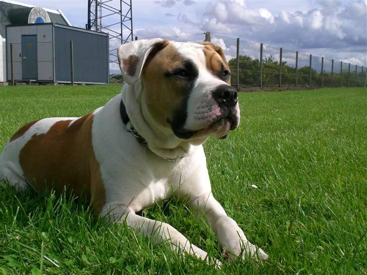 Amerikansk bulldog Cairo (R.I.P) - ligger lige og kigger lidt... billede 7