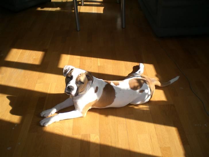 Amerikansk bulldog Cairo (R.I.P) - Fangede lige en solstråle.. billede 8