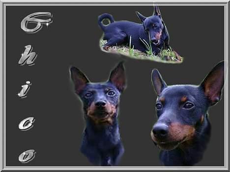 Dvaergpinscher Rødkilde's Chico - Lavet af Sofie med Møffe....  billede 16