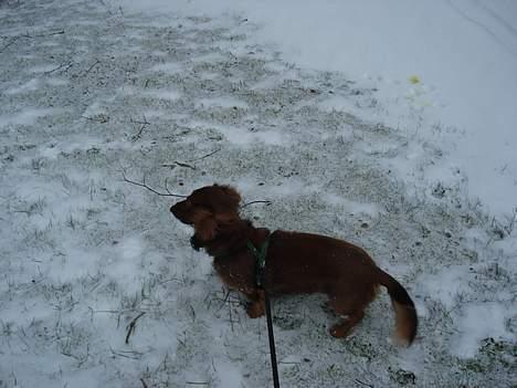 Gravhund Micky billede 12