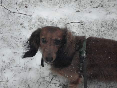 Gravhund Micky billede 13