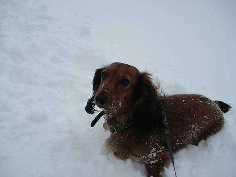Gravhund Micky billede 14