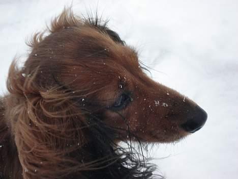 Gravhund Micky billede 16