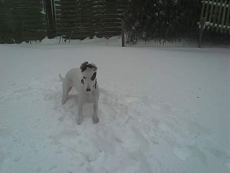 Blanding af racer Telly Boo - Taget den 22 feb 2007 - vi har 50+ cm sne i haven! billede 9