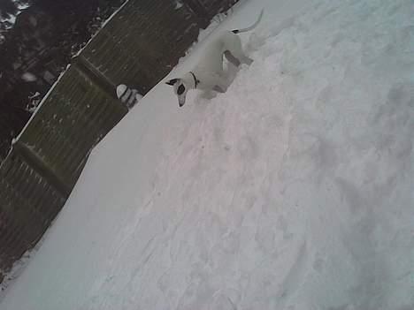 Blanding af racer Telly Boo - Taget den 22 feb 2007 billede 10