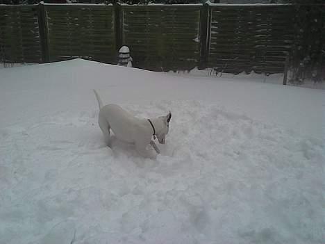 Blanding af racer Telly Boo - Taget den 22 feb 2007 billede 11