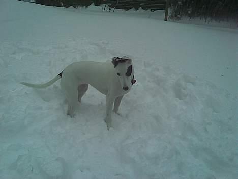 Blanding af racer Telly Boo - Taget den 22 feb 2007 - hihi :D billede 12