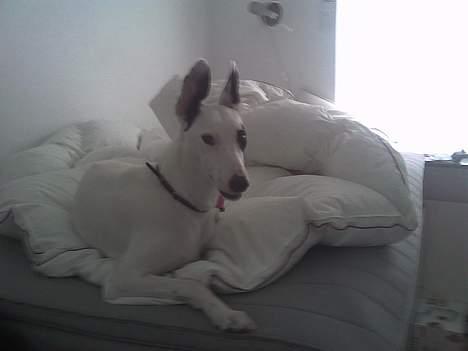 Blanding af racer Telly Boo - Taget den 22 feb 2007 - Efter en lang tur i haven, er det dejligt at få lov til at ligge i mor og fars seng :D billede 13