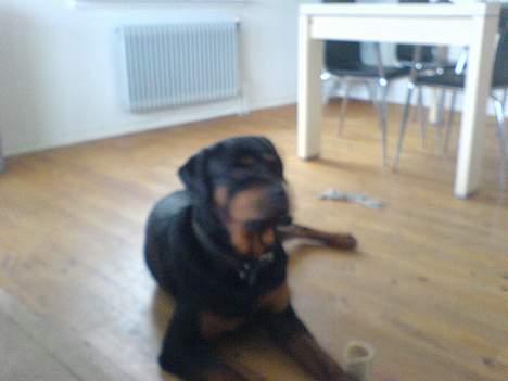Rottweiler chang billede 7