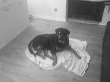 Rottweiler chang billede 8