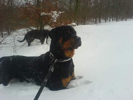 Rottweiler chang billede 9