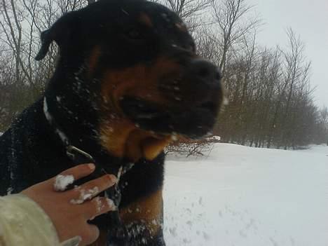 Rottweiler chang billede 10