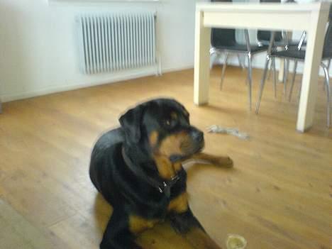 Rottweiler chang billede 11