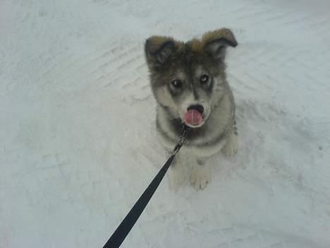 Rottweiler chang billede 12