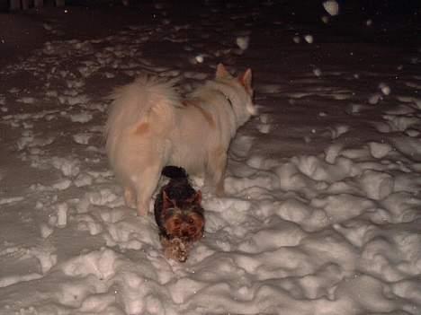 Blanding af racer Bailey - Jubiiii sne .... taget den 21 feb. 2007 billede 17