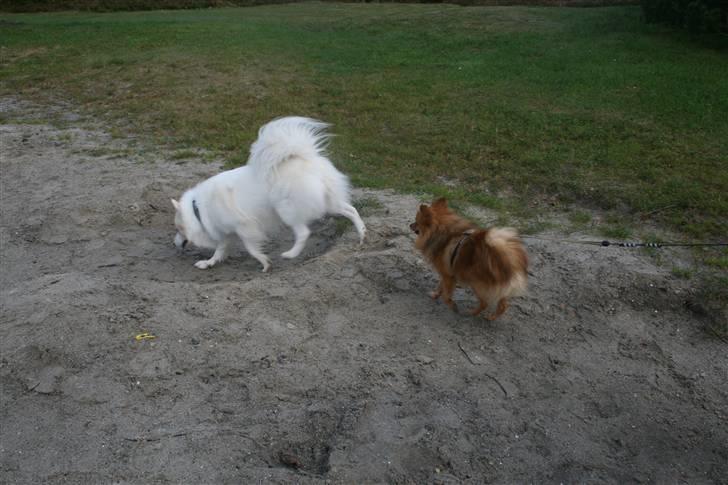 Blanding af racer Bailey - Bailey og Filur ved Birkesø , to smukke hunde. billede 18