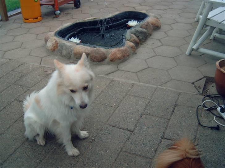 Blanding af racer Bailey - Bailey sidder ude på vores terrasse!  billede 19