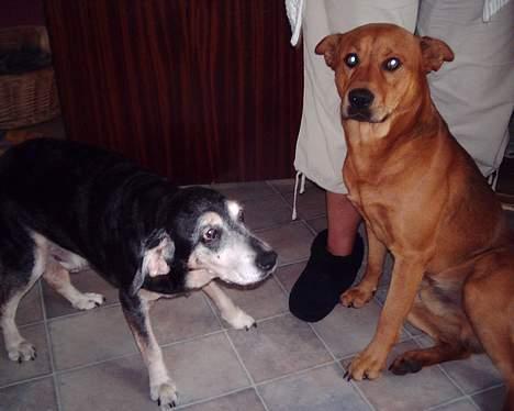 Blanding af racer thor - Han forstår ikke altid liiiige hvorfor han skal fotograferes.... :O) billede 7