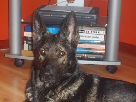 Schæferhund Tika - Så flot billede 20