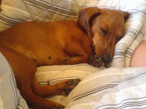 Gravhund Frida - Sorry, kvaliteten det er taget med mobil da jeg ikke har noget digi cam..    så ligger man dejligt.. :) billede 1