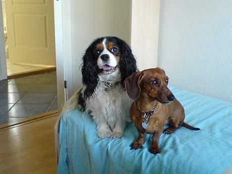 Gravhund Frida - her sider hun med min anden hund "plet"  en cavalier ..  som desværre er blevet aflivet :´(  billede 2