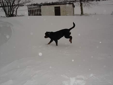 Rottweiler Ascha RIP billede 16