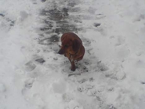 Gravhund Frida - Kom nu plet jeg vil gerne ind det er koldt.. billede 3