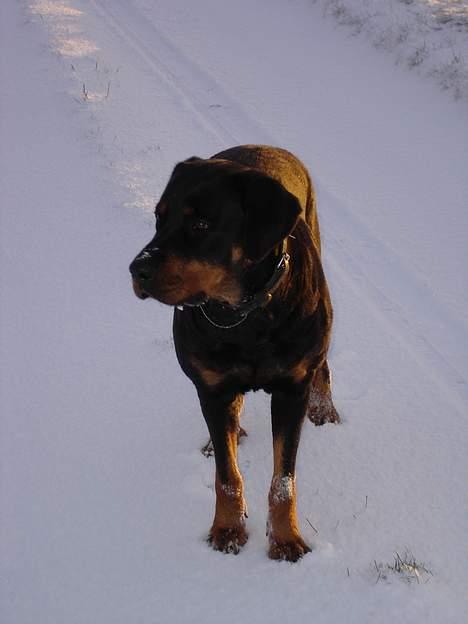 Rottweiler Ascha RIP billede 17