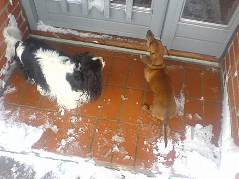 Gravhund Frida - Luk os nu ind.. :) billede 4