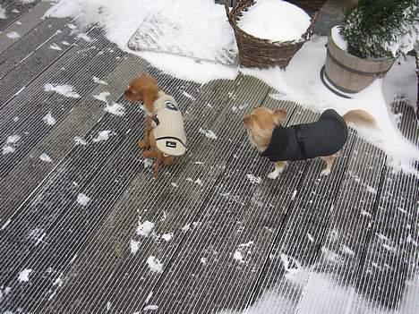 Chihuahua Chili - Luk os nu ind mor.. billede 16