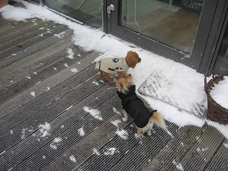 Chihuahua Chili - Vi vil hellere lege indenfor... billede 17