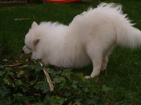 Japansk spids athos - stritter lige lidt med røven.. billede 14