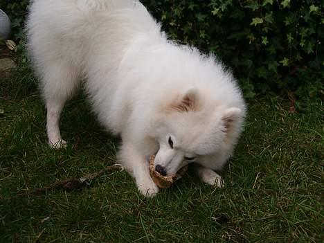 Japansk spids athos - det er dejligt med noget og gnaske i.... billede 15