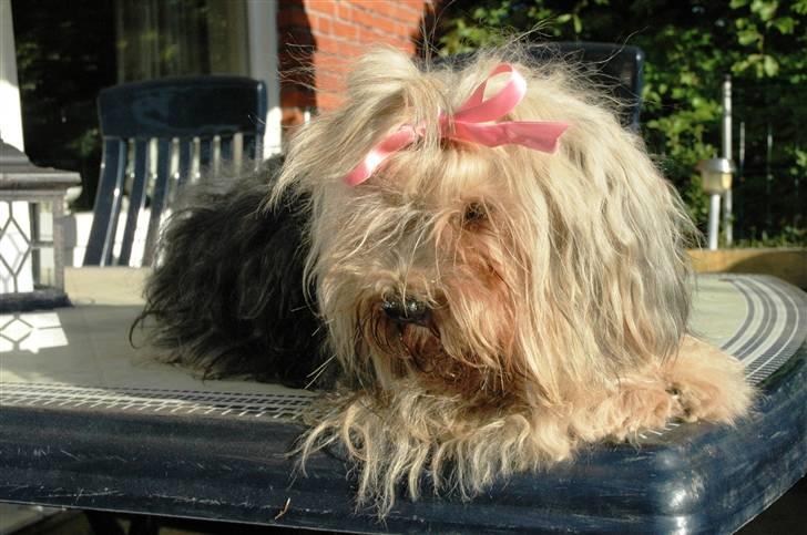 Bichon havanais Pepsi (død d.26/6-13) - Her er jeg .... Lille smukke Pepsi // Pindemand :) .. billedet er fra 01.06.09 billede 1