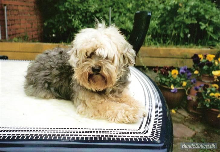 Bichon havanais Pepsi (død d.26/6-13) - er jeg ikke uimodståelig?? billede 2