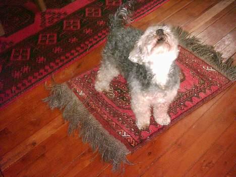 Bichon havanais Pepsi (død d.26/6-13) - Hør, jeg kan synge billede 3