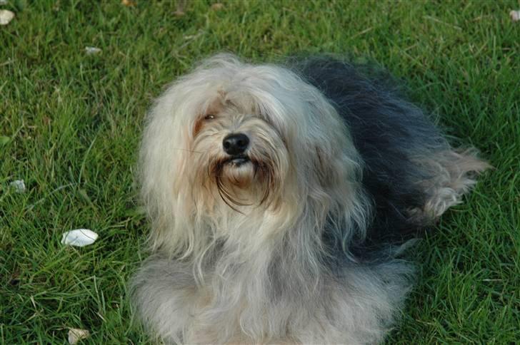 Bichon havanais Pepsi (død d.26/6-13) billede 4