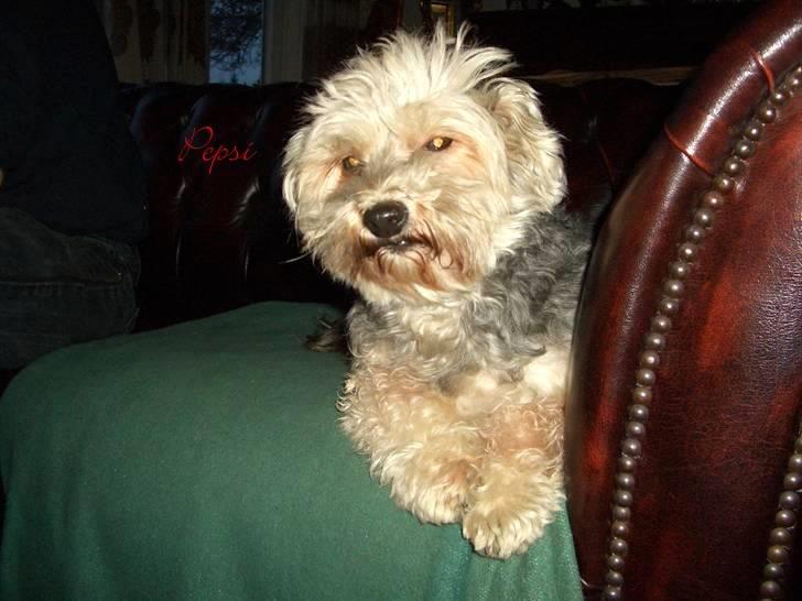 Bichon havanais Pepsi (død d.26/6-13) - Her er jeg .... Lille smukke Pepsi ... redigeret af Mette ... billede 5