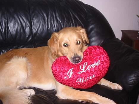 Golden retriever *Mickey* billede 2