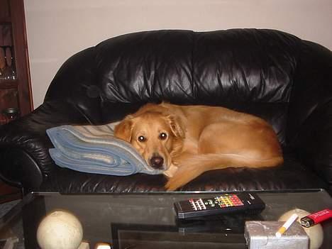 Golden retriever *Mickey* billede 3