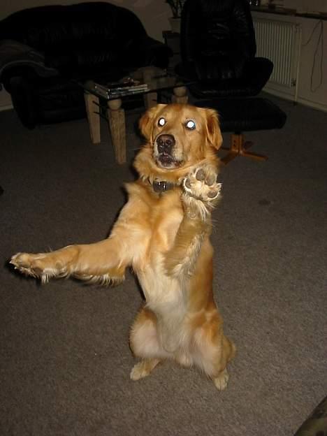 Golden retriever *Mickey* billede 4