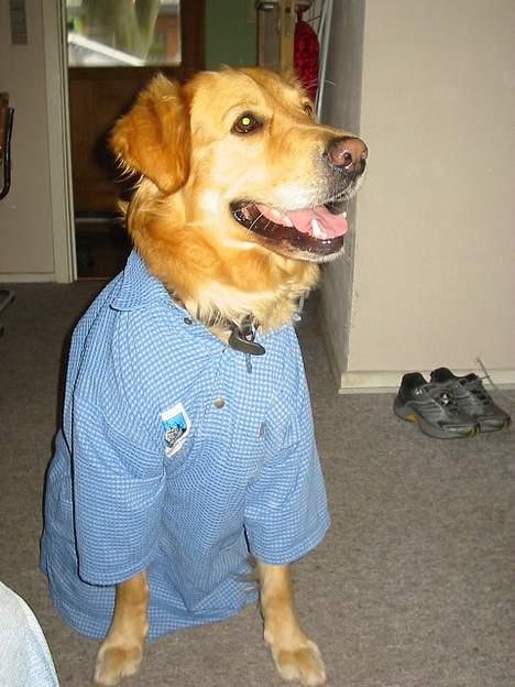 Golden retriever *Mickey* billede 5