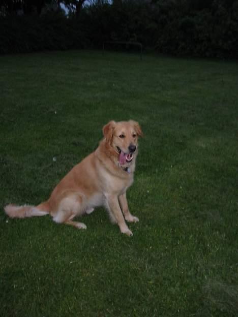 Golden retriever *Mickey* billede 6