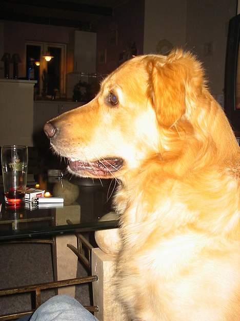 Golden retriever *Mickey* billede 7