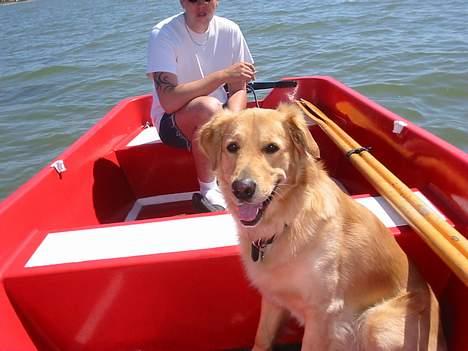 Golden retriever *Mickey* billede 8